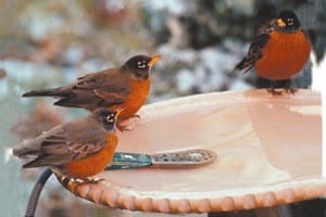 American Robin, , Bird Photo, Wild Birds Unlimited, WBU