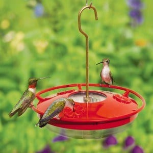 Ruby throated Hummingbirds-on-the-WBu-High-Perch Hummingbird Feeder
