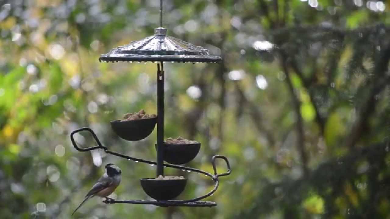 Backyard Bird Shop Locations chickadees birds unlimited birds unlimited Backyard Bird Shop Locations chickadees birds unlimited birds unlimited