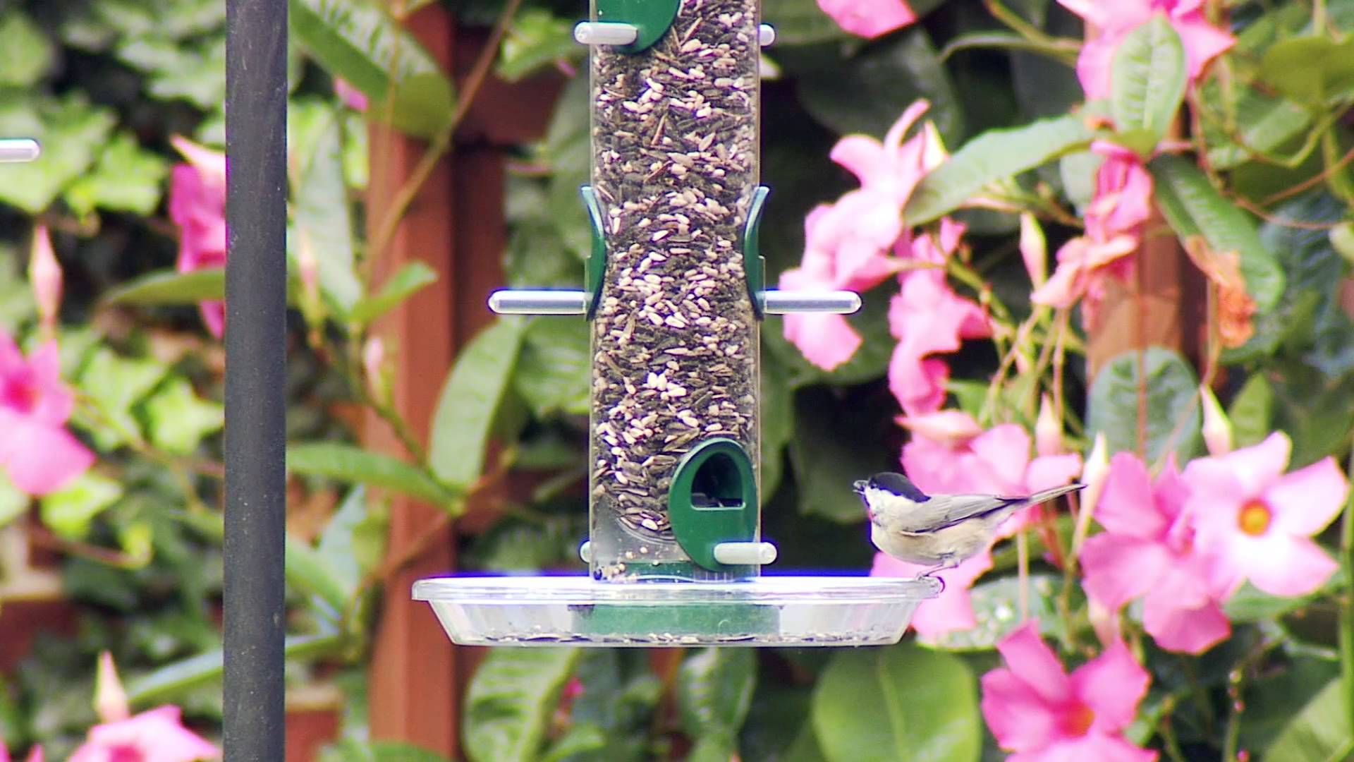 QuickClean Seed Tube Feeders Video Wild Birds Unlimited