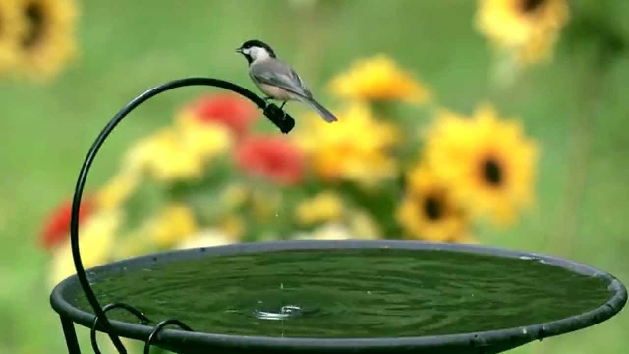Drip-or-Mist Video - Wild Birds Unlimited | Wild Birds Unlimited