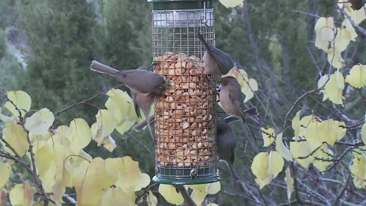wild bird store bird seed bird feeders franchise wild bird store bird seed bird feeders franchise