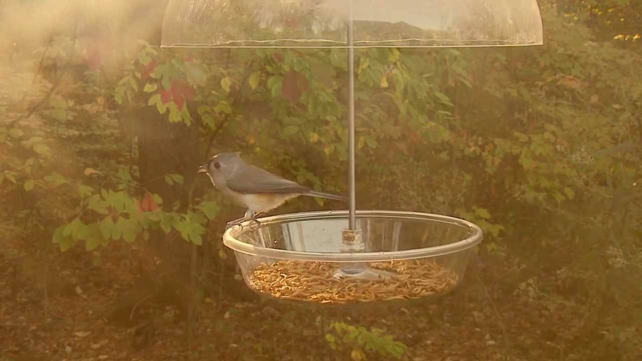 Dinner Bell Feeder Video Wild Birds Unlimited Wild Birds Unlimited