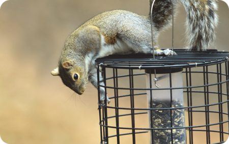 Dealing with Critters, EcoClean, Eco Clean, Seed Tube Feeder, Feeders, Aspects, On-Guard Cage, On Guard, Squirrel proof, resistant, Holscher, Hardware, Fox Squirrel, Squirrels
