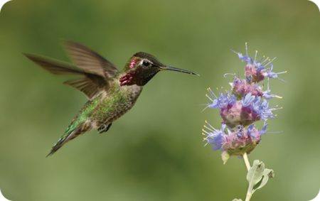 Anna's Hummingbird, Summer, Bird Photo, Wild Birds Unlimited, WBU