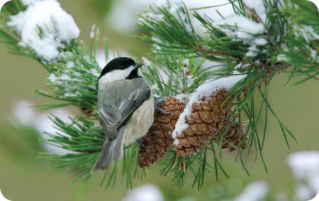 Carolina Chickadee on Pine tree, Winter, Bird Photo, Wild Birds Unlimited, WBU