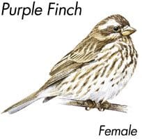 purple finch female, Wild Birds Unlimited, WBU