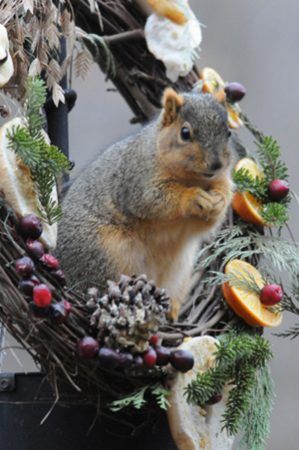 blog-wreath01-Squirrel-on-Wreath-121313