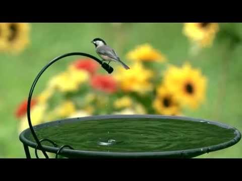 Backyard Bird Shop Locations drip or mist birds unlimited birds Backyard Bird Shop Locations drip or mist birds unlimited birds