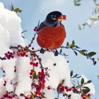 American Robin, , Bird Photo, Wild Birds Unlimited, WBU