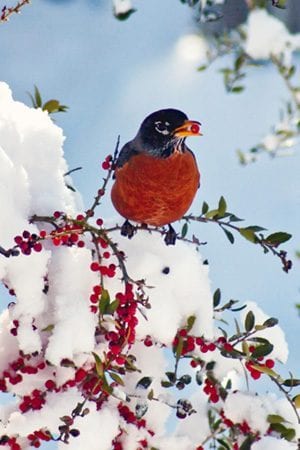 American Robin, , Bird Photo, Wild Birds Unlimited, WBU