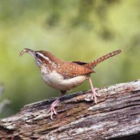 Carolina Wren, Bird Photo, Wild Birds Unlimited, WBU