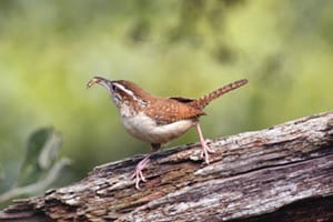 Carolina Wren, Bird Photo, Wild Birds Unlimited, WBU