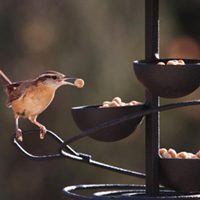 Carolina Wren, Bird Photo, Wild Birds Unlimited, WBU