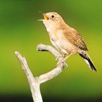 House Wren singing on branch, , Bird Photo, Wild Birds Unlimited, WBU