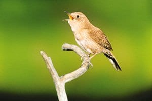 House Wren singing on branch, , Bird Photo, Wild Birds Unlimited, WBU