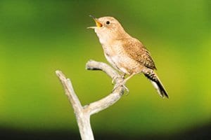 Why Do Birds Sing So Early in the Morning? - Wild Birds Unlimited