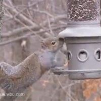 WBU Eliminator Squirrel Proof Feeder, Wild Birds Unlimited, WBU