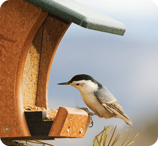 bird feeding supplies near me