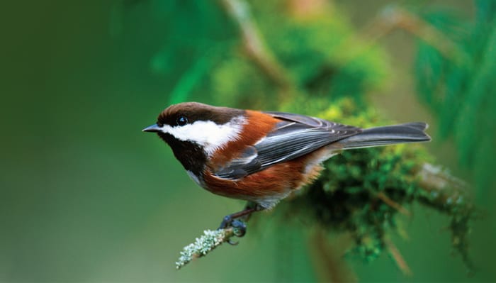 all about chickadees