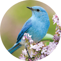 Mountain Bluebird, bird photo, Wild Birds Unlimited, WBU