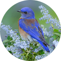 Western Bluebird, bird photo, Wild Birds Unlimited, WBU