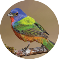 Painted Bunting, bird photo, Wild Birds Unlimited, WBU
