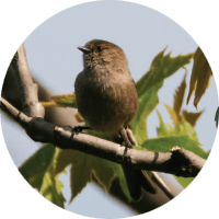 Bushtit, bird photo, Wild Birds Unlimited, WBU