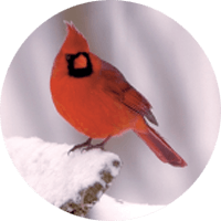 Northern Cardinal, bird photo, Wild Birds Unlimited, WBU