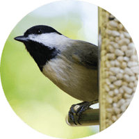 Black-capped Chickadee, bird photo, Wild Birds Unlimited, WBU