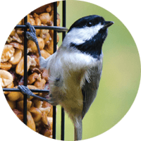 Carolina Chickadee, bird photo, Wild Birds Unlimited, WBU