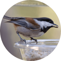 Chestnut-backed Chickadee, bird photo, Wild Birds Unlimited, WBU