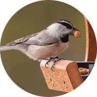 Mountain Chickadee, bird photo, Wild Birds Unlimited, WBU