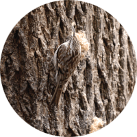 Brown Creeper, bird photo, Wild Birds Unlimited, WBU