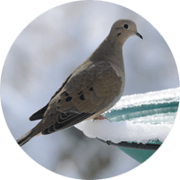 Mourning Dove