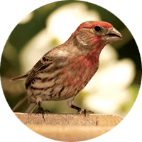 Finch House, bird photo, Wild Birds Unlimited, WBU