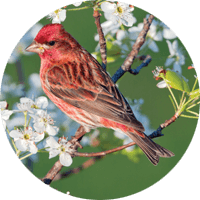 Purple Finch, bird photo, Wild Birds Unlimited, WBU