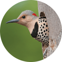 Northern Flicker, bird photo, Wild Birds Unlimited, WBU