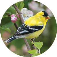 American Goldfinch, bird photo, Wild Birds Unlimited, WBU