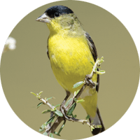 Lesser Goldfinch, bird photo, Wild Birds Unlimited, WBU