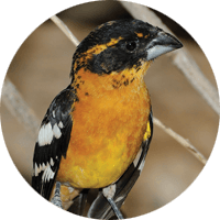 Black-headed Grosbeak