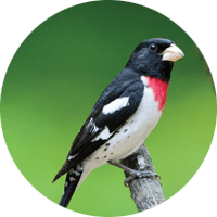 Rose-breasted Grosbeak, bird photo, Wild Birds Unlimited, WBU