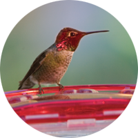 Anna's Hummingbird, bird photo, Wild Birds Unlimited, WBU