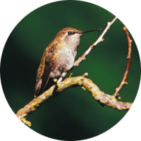 Black-chinned Hummingbird, bird photo, Wild Birds Unlimited, WBU