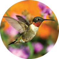 Ruby-throated Hummingbird, bird photo, Wild Birds Unlimited, WBU