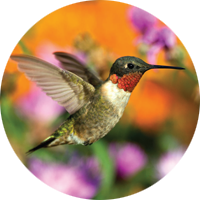 Ruby-throated Hummingbird, bird photo, Wild Birds Unlimited, WBU