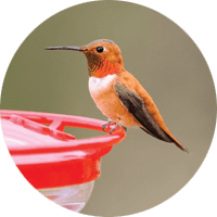 Rufous Hummingbird, bird photo, Wild Birds Unlimited, WBU