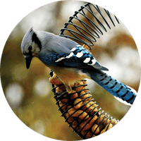 Blue Jay