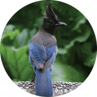 Steller's Jay, bird photo, Wild Birds Unlimited, WBU