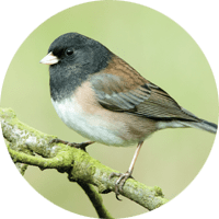 Dark-eyed Junco, bird photo, Wild Birds Unlimited, WBU